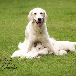 Golden Retriever Puppies from Gravitas Golden Retrievers