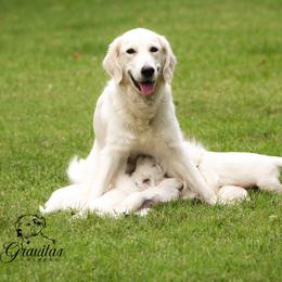 Golden Retriever Puppies from Gravitas Golden Retrievers