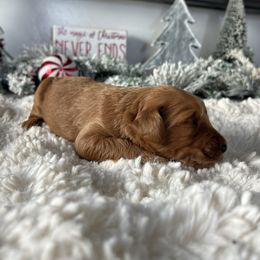 Boy 3 - Apricot male Goldendoodle puppy in San Diego, California from Southside Doodles
