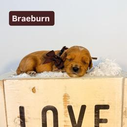 Braeburn - Red  male Goldendoodle puppy in West Haven, Utah from Split Mountain Doodles