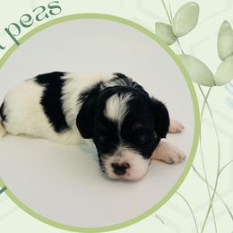 Petal - Black and white female Cavapoo puppy in Oak Island, North Carolina from Double Doodle Aussiedoodle