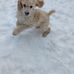 Poodle Puppies from Moirae Poodles