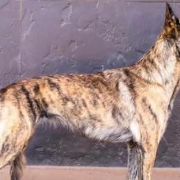 Dutch Shepherds from Mill Iron Dutch Shepherds