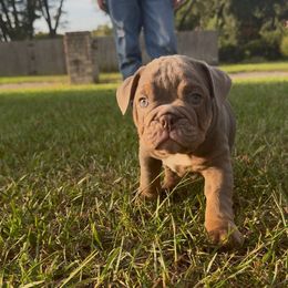 Lord Remy - Lilac tri-color male Bulldog puppy in Pace, Florida from Royal Fade Bulldogs