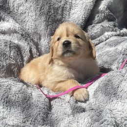 Golden Retriever Puppies from Chizan Goldens