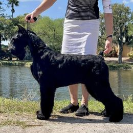 Duchess - Giant Schnauzer