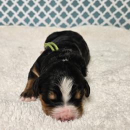 Creeper - Tri-color male Bernedoodle puppy in Flat Rock, North Carolina from Sukisdoodles
