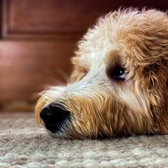 Double Doodle and Goldendoodle All Grown Up from Patterson Doodles