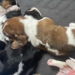 Lizzie - Mahogany and white female Basset Hound puppy in Daleville, Alabama from Home Grown Basset Hounds of Alabama