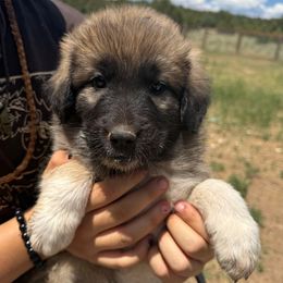 Ursa- pink - Tan female Colorado Mountain Dog puppy in Cotopaxi, Colorado from Once Upon A Moose (OUM)