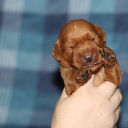 Boy 2 - Dark golden male Golden Retriever puppy in Lucasville, Ohio from Trusting Hearts Kennel