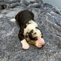 Cri-Kee - Chocolate merle male Bernedoodle puppy in New Ringgold, Pennsylvania from Hawk Mountain Doodles