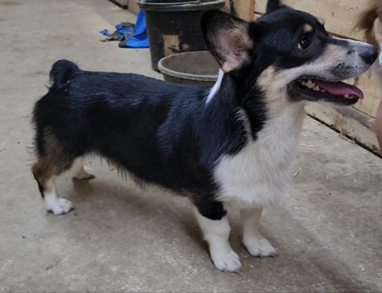 Hank - Pembroke Welsh Corgi