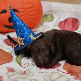 Chocolate boy 1 - Chocolate male Labradoodle puppy in Colonial Beach, Virginia from Bristol Mine Kennels