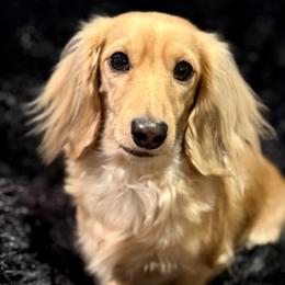 Gigi - Dachshund