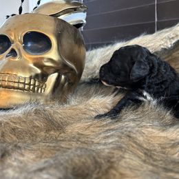 Poodle Puppies from Sea Swept Poodles