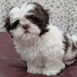 Butter - Liver and white male Shih Tzu puppy in Gainvesville, Texas from Charish's Shih Tzus