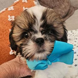Adam - Black gold and white male Shih Tzu puppy in Corona, California from Trinity Shihtzu's So Calif