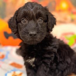 Bear - Black and white male Aussiedoodle puppy in Dickerson, Maryland from Pawsome Aussie Doodles and Oodles