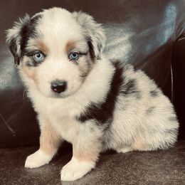 Spirit - Blue merle male Miniature Australian Shepherd puppy in Sulphur, Oklahoma from Barnyard Aussies