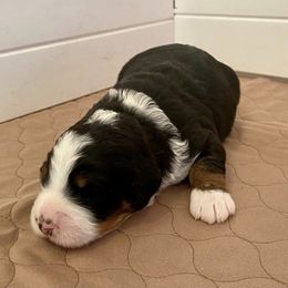 Bernedoodle Puppies from Crider’s Critters