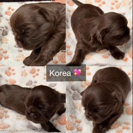 Korea - Chocolate female Shih Tzu puppy in Orange, California from Shih Tzu Hauz
