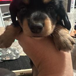 Queenie - Black and tan female Dachshund puppy in Casa Grande, Arizona from Short n Sassy Dachshunds of AZ