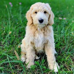 Nougat - Cream male Australian Labradoodle puppy in Harrisonburg, Virginia from Crown Doodles