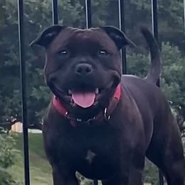 Nani - Staffordshire Bull Terrier