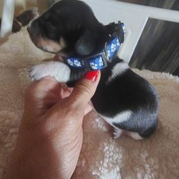 Dachshund Puppies from Witchy Woman’s Wiener’s
