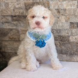 Quartz - Off-white male Lagotto Romagnolo puppy in West Jordan, Utah from Salt Lake Lagotto