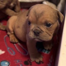 Bulldog Puppies from Bows and Wrinkles Bulldogs