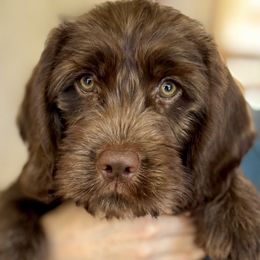 Elm - Chocolate male Australian Labradoodle puppy in Concord, California from Golden State Good Dogs