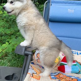 Siberian Husky Puppies from Canace Siberians