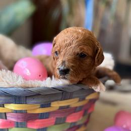 Willow - Red female Cavapoo puppy in Orrstown, Pennsylvania from Pawfect Fur Friends