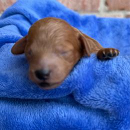 Blue collar - Red  male Poodle puppy in Huntsville, Alabama from Flint River Poodles