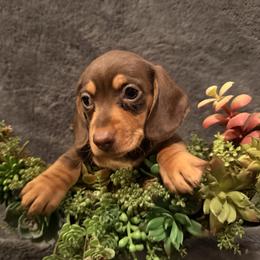 Baby boy 3 - Chocolate and tan male Dachshund puppy in Pontiac, Michigan from Hutch Hounds