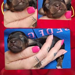 Boy 1 - Black and tan male Dachshund puppy in Rutherfordton, North Carolina from Knock Out Doxie’s