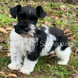 Girl 1 - Parti female Miniature Schnauzer puppy in Kentucky from Tyra's Mini Schnauzers