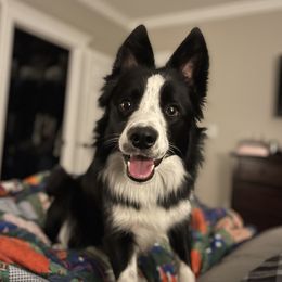 Willow - Border Collie