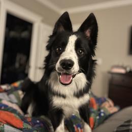 Willow - Border Collie