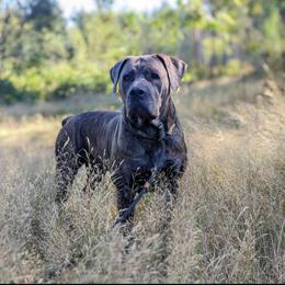 Freya - Boerboel