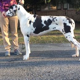 Great Danes from MorningStarz Great Danes