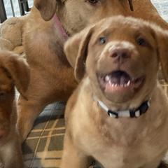 Chesapeake Bay Retriever Puppies from Bay Haven Chesapeakes