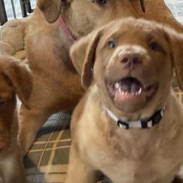 Chesapeake Bay Retriever Puppies from Bay Haven Chesapeakes