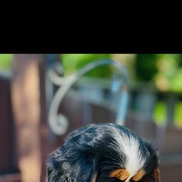 Cavalier King Charles Spaniel Puppies from Crown Jewel Cavaliers