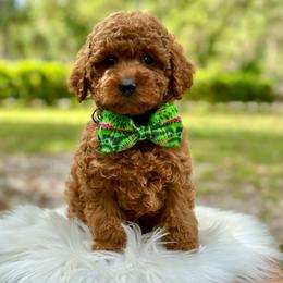 Tajin - Red  male Poodle puppy in Palm Beach County, Florida from Benji’s Cockapoos