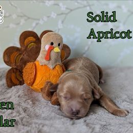 Green Boy - Apricot male Goldendoodle puppy in Rockledge, Florida from Stormie's Doodles