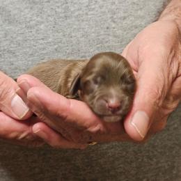 Moo Moo Chocolate Male - Chocolate male Dachshund puppy in Trade, Tennessee from TN Miniature Dachshunds & Basset Hounds