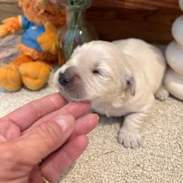 Buster - Light golden male Golden Retriever puppy in Grant County, Indiana from On The Sunny Side Pavey Farms